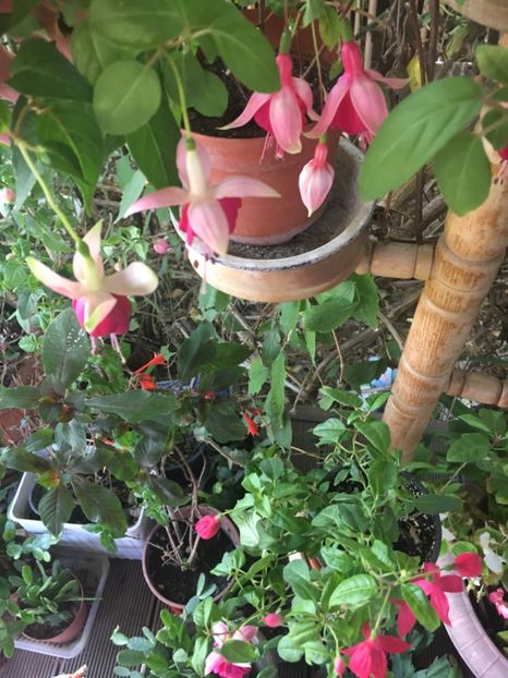 FD8294E6-E9F6-4D88-9425-61EFE2938AAB - Fucsii 2018