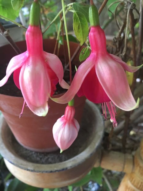 7E25B103-FC7D-4FC4-8552-98A8EA8B440D - Fucsii 2018