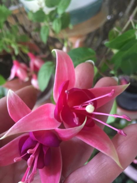 5AE23F82-5ACD-4912-B41C-EEB1CBDC16BE - Fucsii 2018