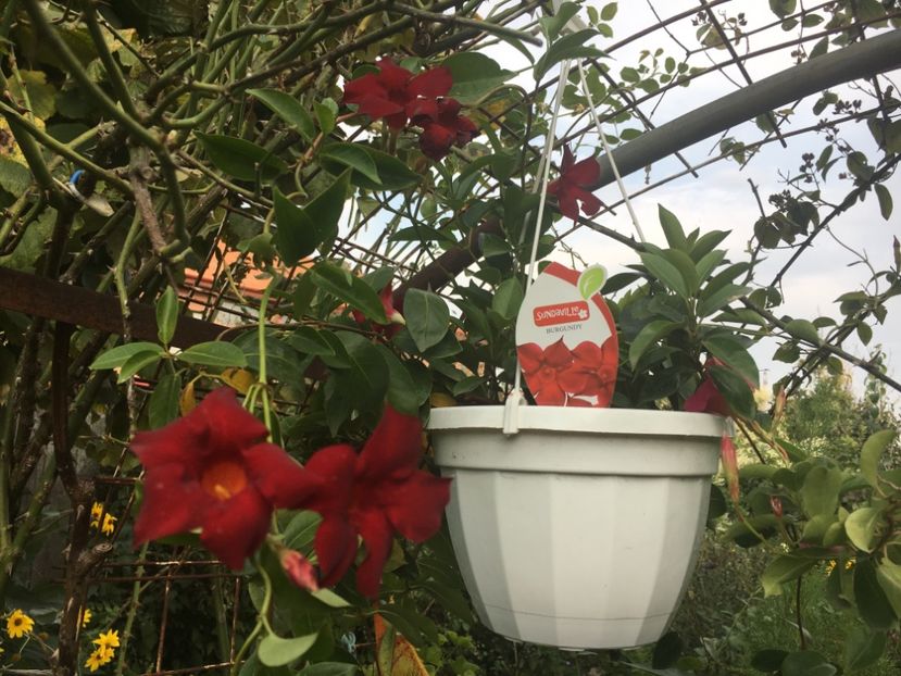 99369F50-5443-4C90-A2B2-8D207186063A - Mandeville 2018