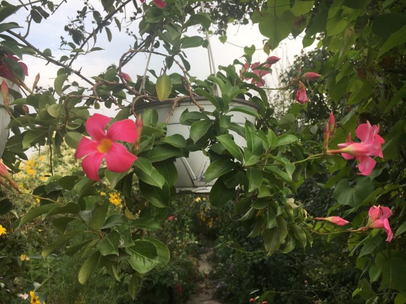 7EC9E1DD-DCF2-426D-90CD-69733377A655 - Mandeville 2018