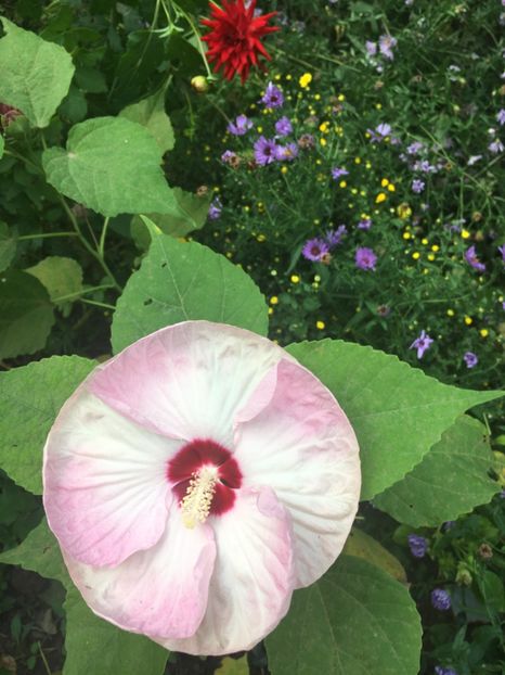 85878413-11A2-436D-B5E2-D8A6AF282EDE - Hibiscus moscheutus