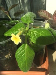 Tropical Topaz - Episcia