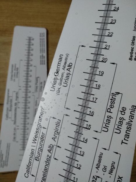 3 - 3-Rigla masurat urechi