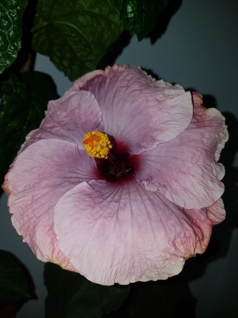  - Hibiscus RK Mulberry