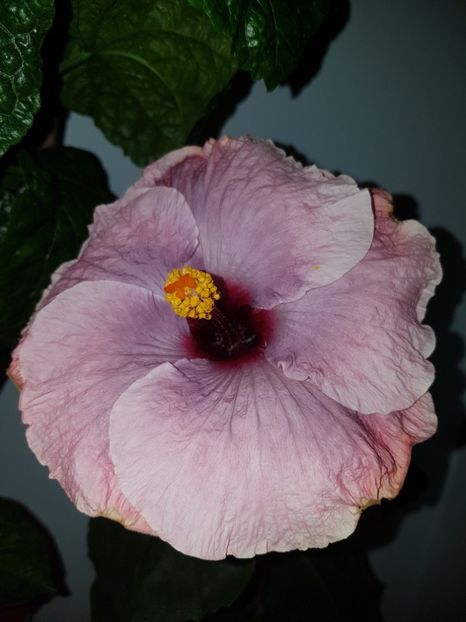  - Hibiscus RK Mulberry