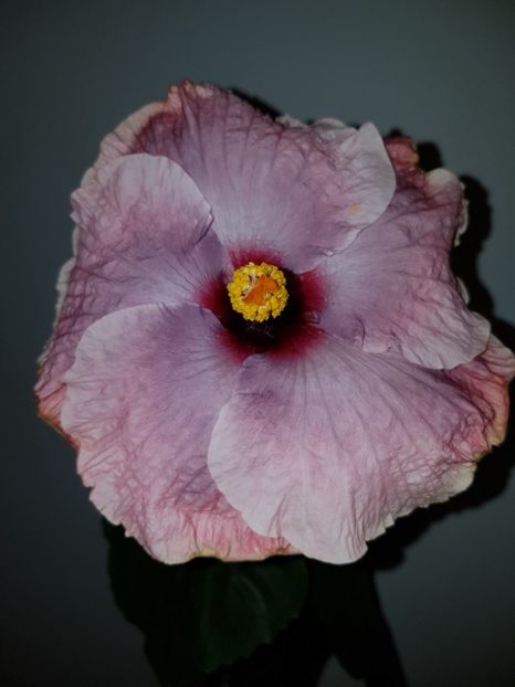  - Hibiscus RK Mulberry