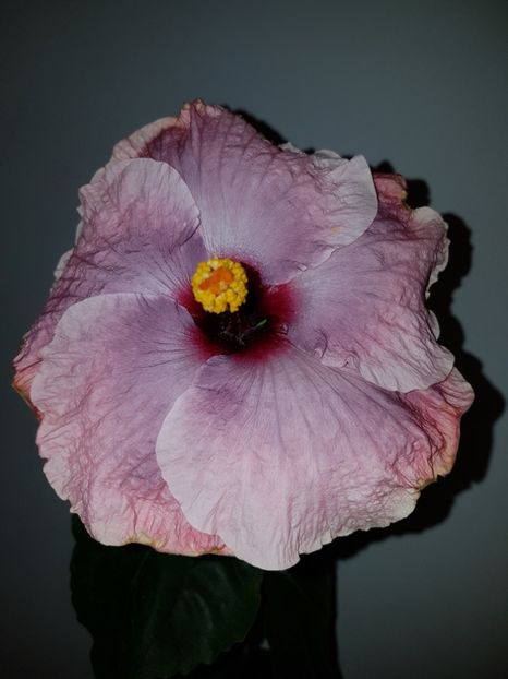  - Hibiscus RK Mulberry