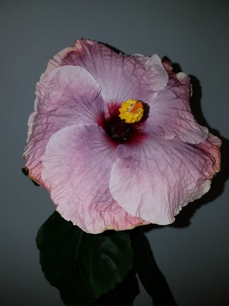  - Hibiscus RK Mulberry