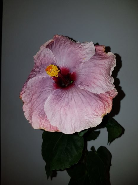  - Hibiscus RK Mulberry