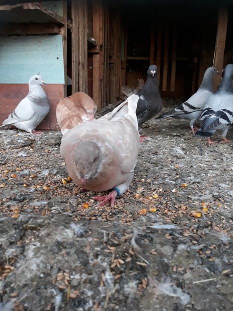  - Pui americani 2018