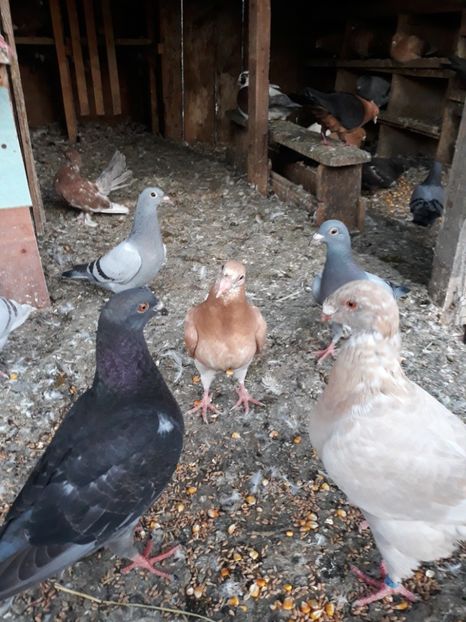  - Pui americani 2018