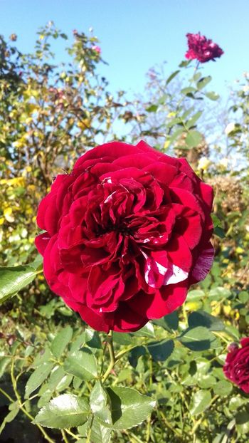 Deep impression - Trandafiri 2018