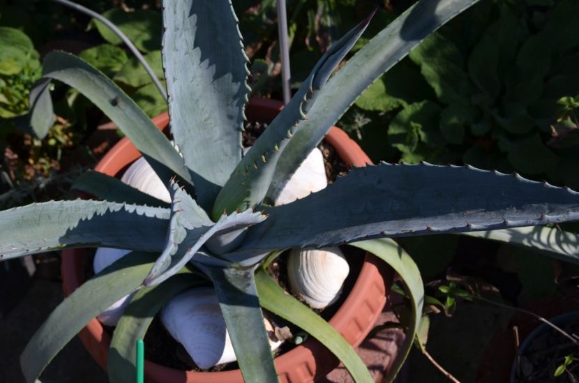  - suculente si cactusi