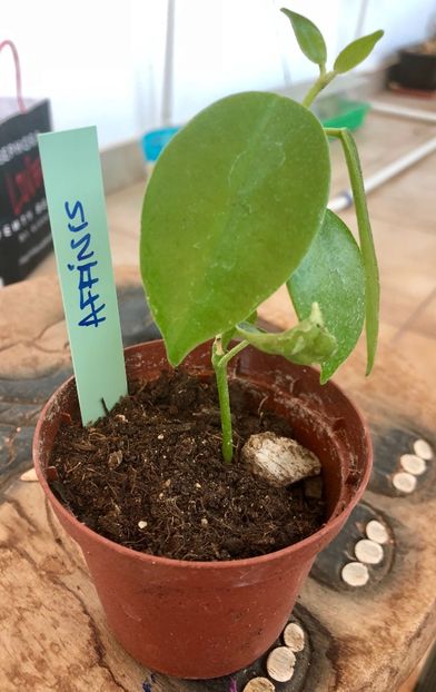 Affinis - Colectie Hoya