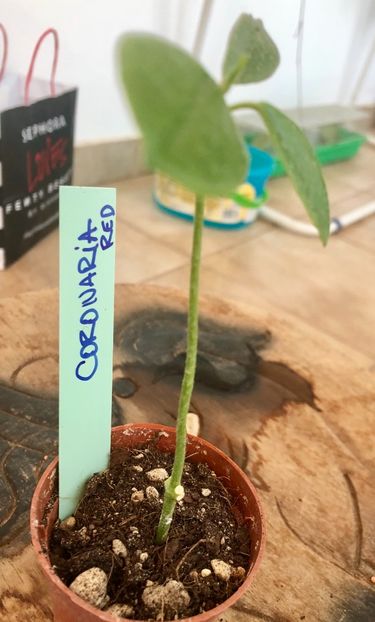 Coronaria Red - Colectie Hoya