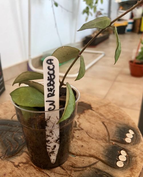 CV Rebecca - Colectie Hoya