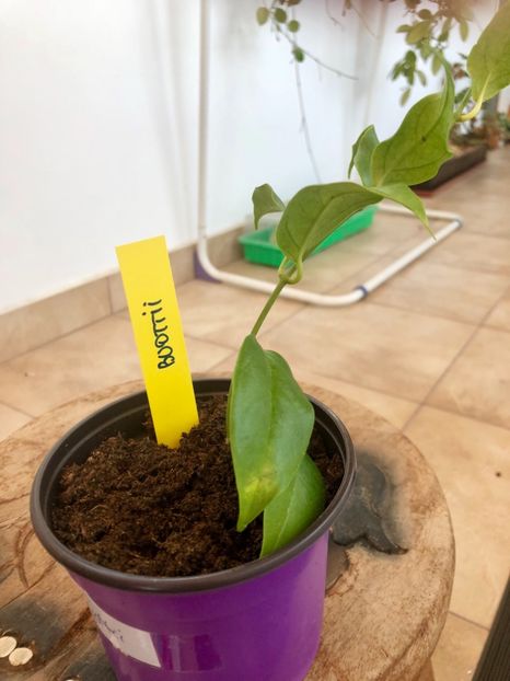 Buottii - Colectie Hoya