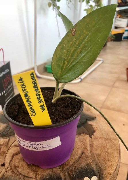 Cinammomifolia var Purpureofusca - Colectie Hoya