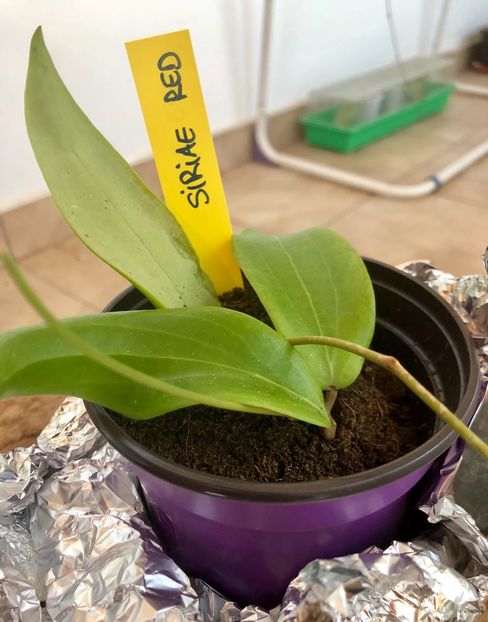 Siriae Red - Colectie Hoya