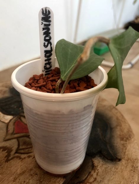 Nicholsoniae - Colectie Hoya