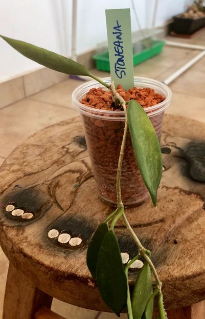 Stoneana - Colectie Hoya