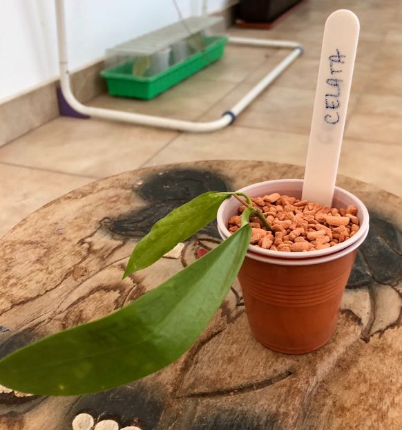 Celata - Colectie Hoya