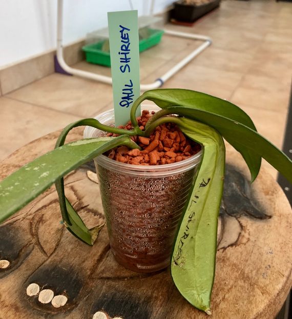 Paul Shirley - Colectie Hoya