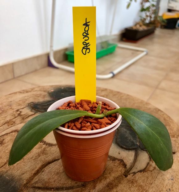 Sapuroa - Colectie Hoya