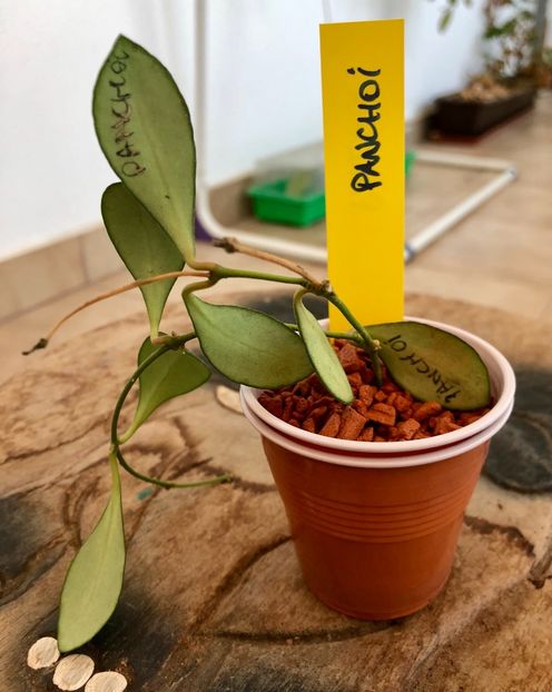 Panchoi - Colectie Hoya