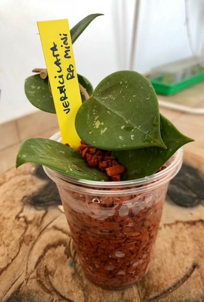 Verticilata RB Mini - Colectie Hoya