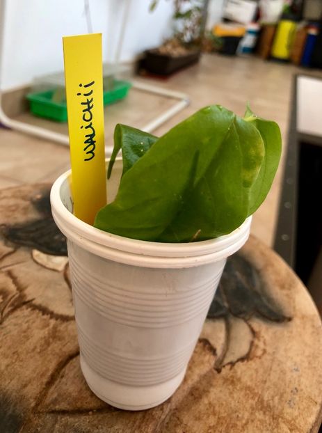 Walichii - Colectie Hoya