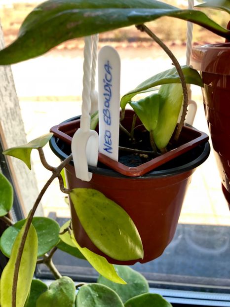 Neo-Eboudica - Colectie Hoya