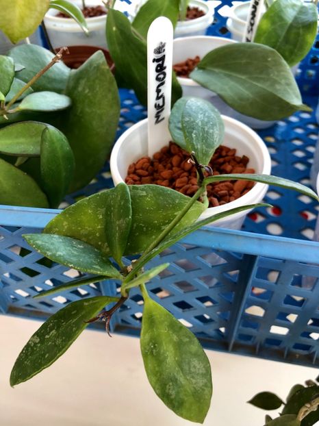 Memoria - Colectie Hoya