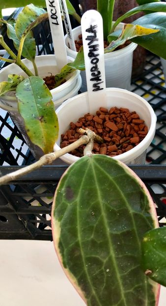 Macrophylla - Colectie Hoya