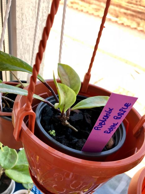 Pubicalyx Royal Purple - Colectie Hoya