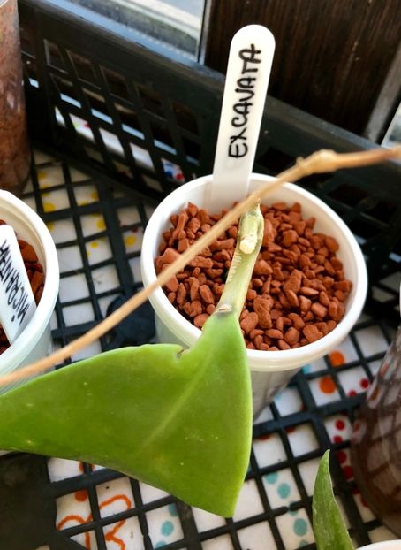 Excavata - Colectie Hoya