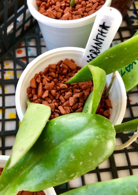 Micrantha - Colectie Hoya