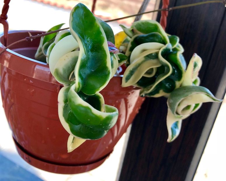 Compacta Regalis - Colectie Hoya