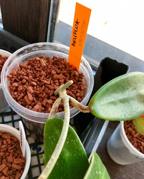 Meliflua - Colectie Hoya