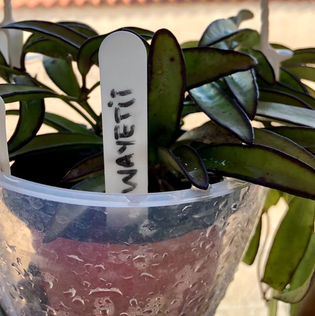 Wayetii - Colectie Hoya