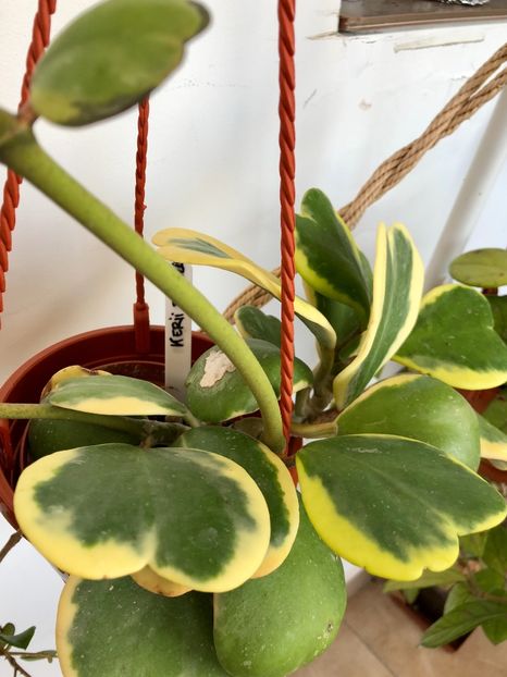 Kerrii variegata - Colectie Hoya