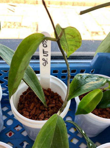 SP. UT033 - Colectie Hoya