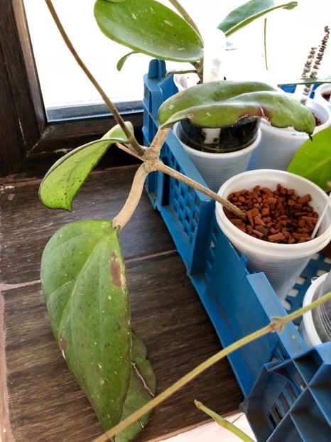 CV Joy - Colectie Hoya