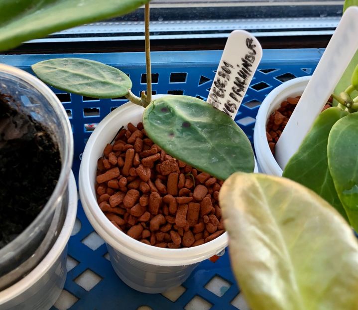 SP EPC 301 Black Leaves Prachinbur - Colectie Hoya