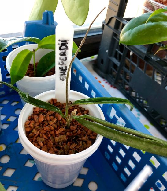 Sheperdii - Colectie Hoya