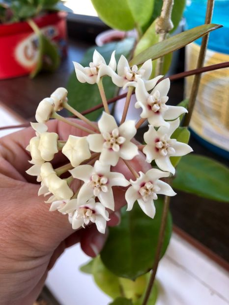 Australis Lisa - Colectie Hoya