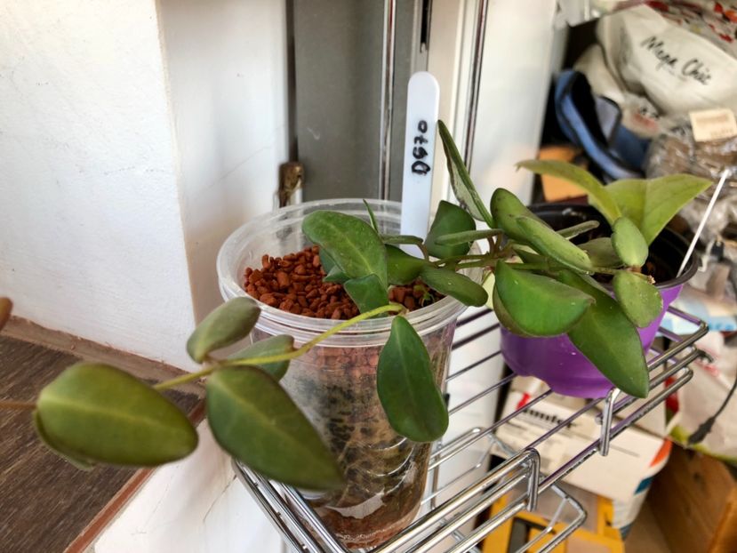 DS 70 - Colectie Hoya