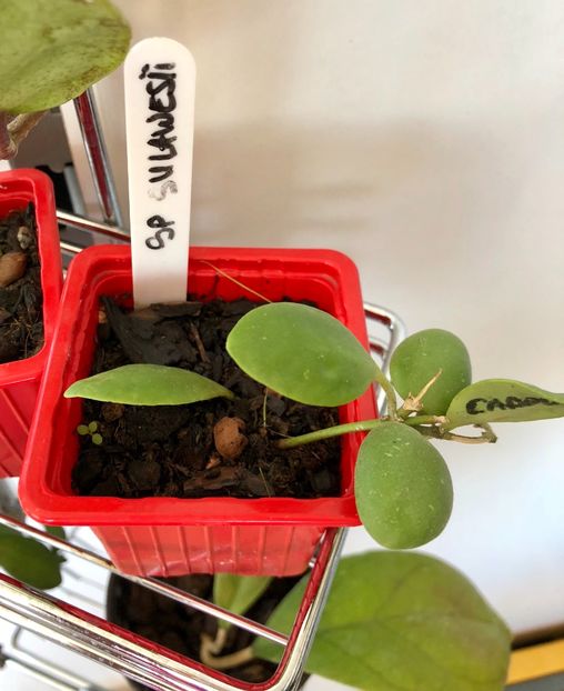 SP Sulawesii - Colectie Hoya