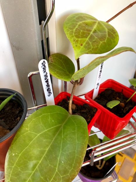 Surigaoensis - Colectie Hoya